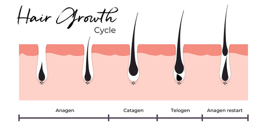 Manifesting Better Hair: ATCE Stages Of Hair Loss And Growth