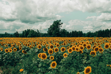 A bright sunflower field with hundreds of flowers among a cloudy sky backdrop.